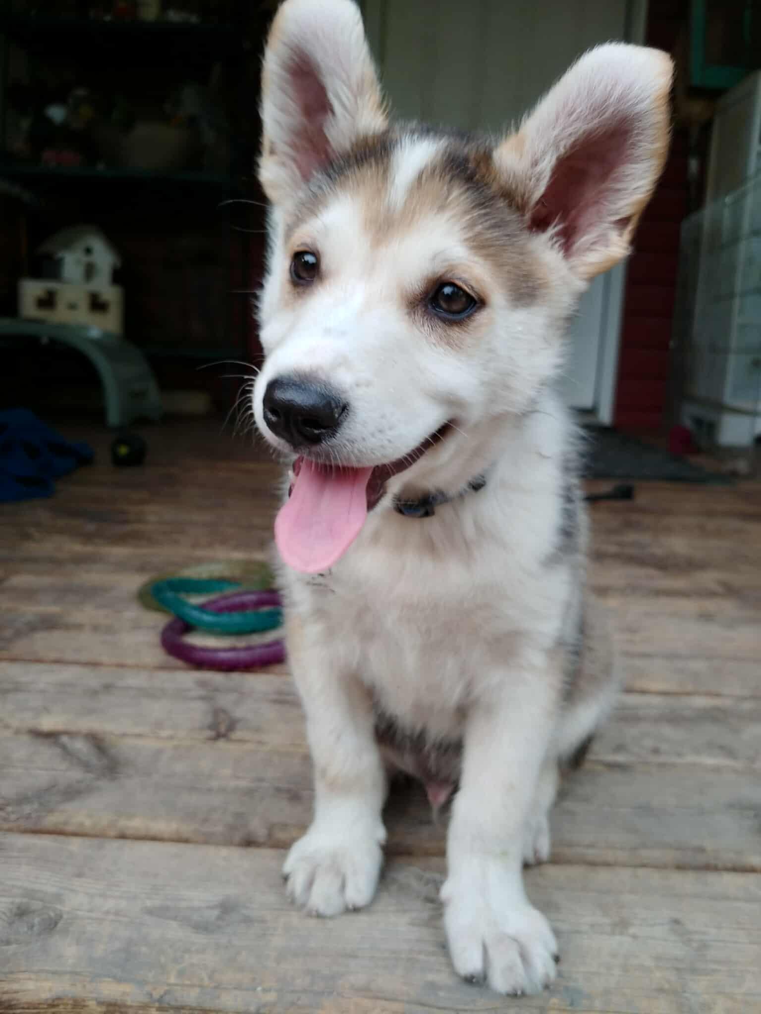 Sitka, Baby Male Siberian Husky