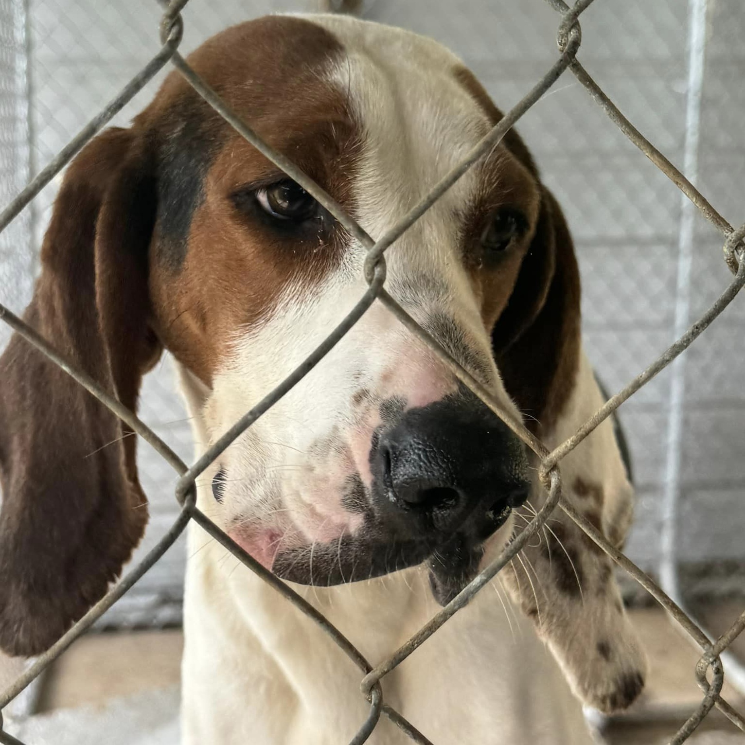 Alice, Adopted, Young Female Treeing Walker Coonhound.