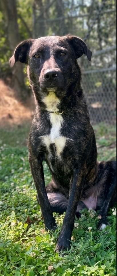 Enlarge Athena, a Adopted Mixed Breed in Russellville, KY image 1/2