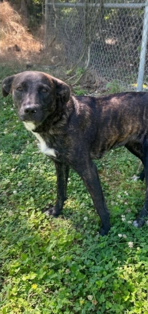Enlarge Athena, a Adopted Mixed Breed in Russellville, KY image 2/2