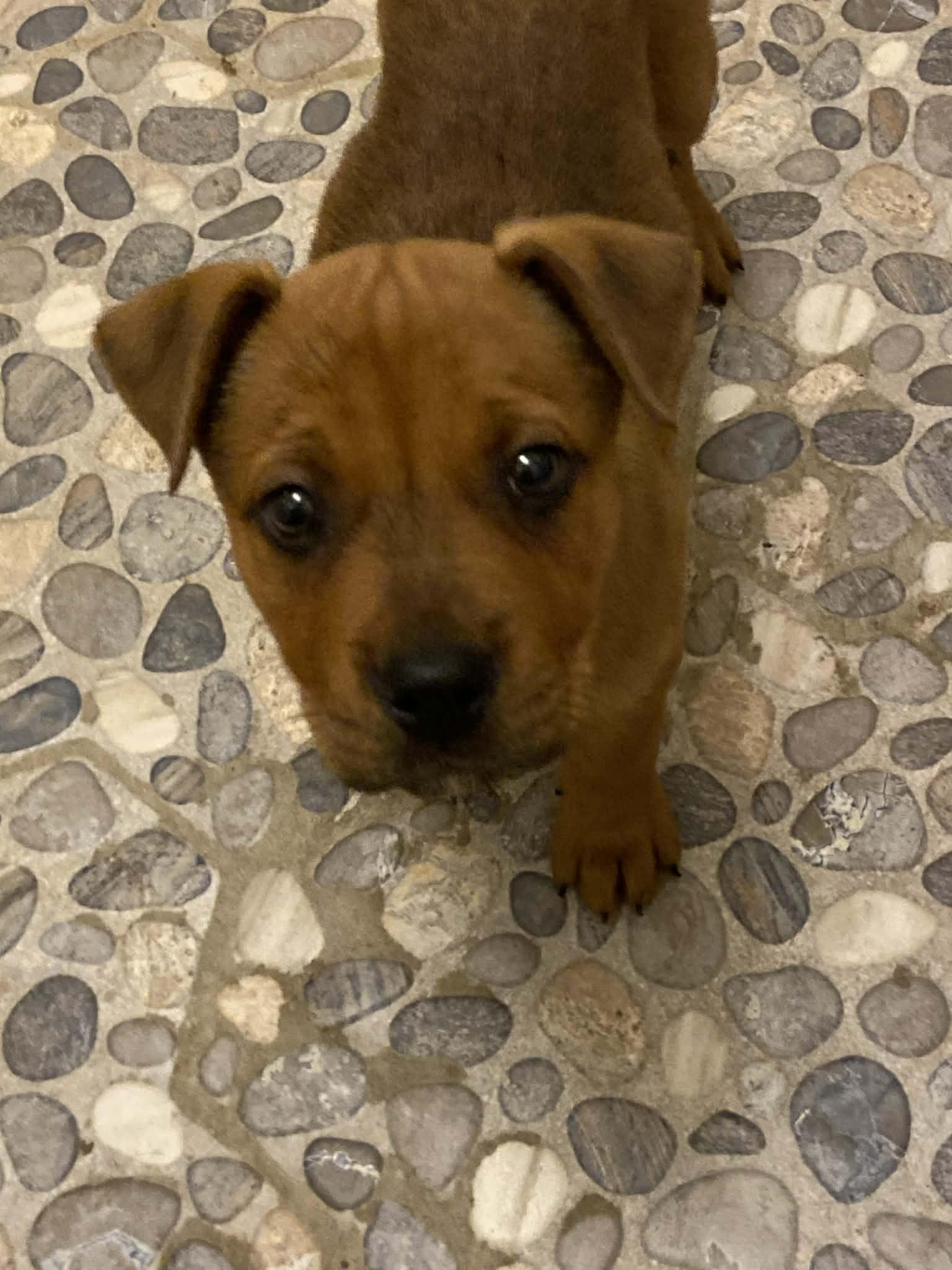Enlarge Dexter, a Adopted mixed breed in Panama City, FL image 3/3