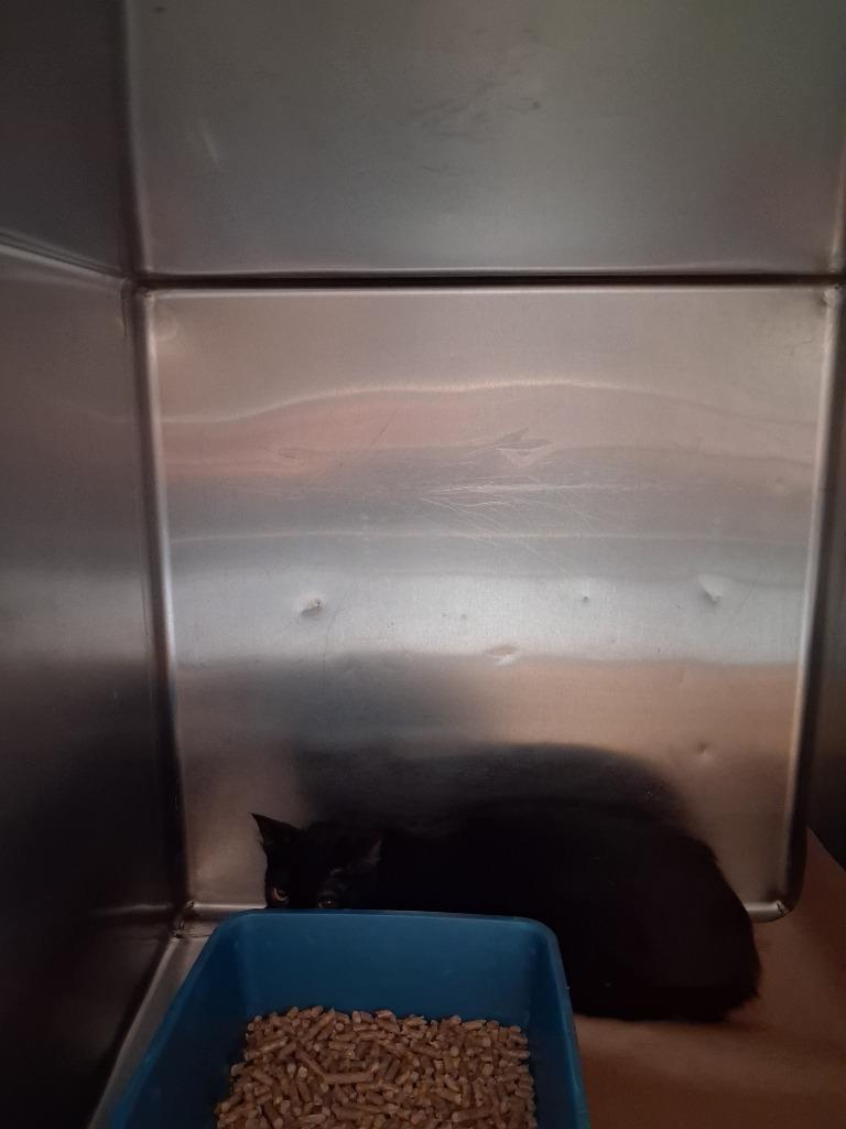 Gidget, Adoptable, Young Female Domestic Short Hair.