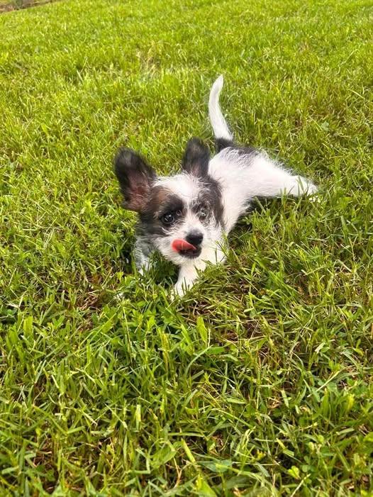 Petrie, Adopted, Young Male Chihuahua.