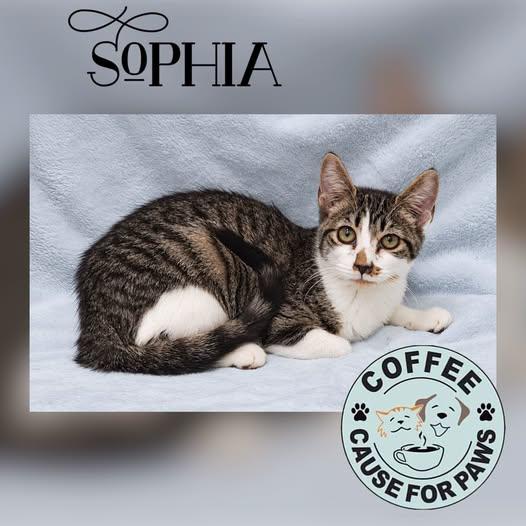 Sophia, Adoptable, Young Female Domestic Short Hair.
