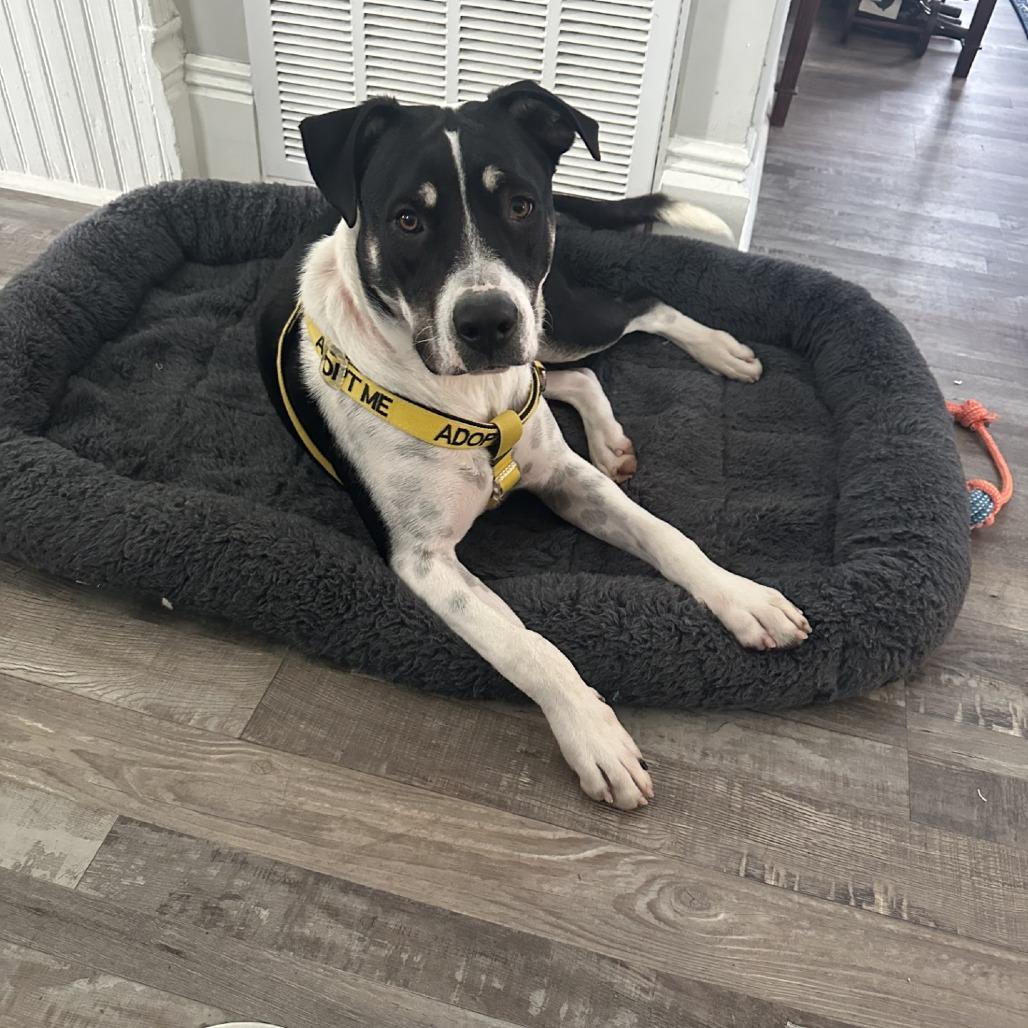 Angus, a Adoptable American Staffordshire Terrier in Galveston, TX image 1/2
