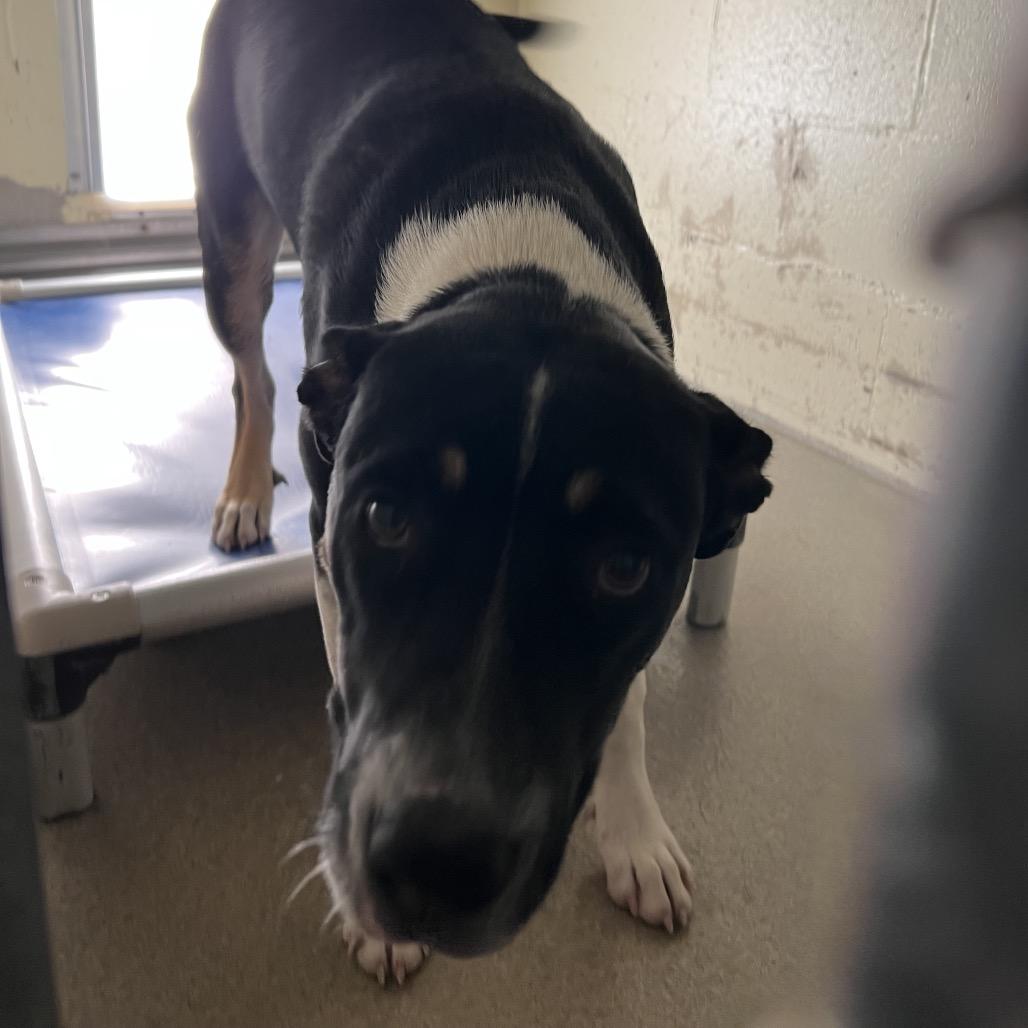 Angus, a Adoptable American Staffordshire Terrier in Galveston, TX image 2/2