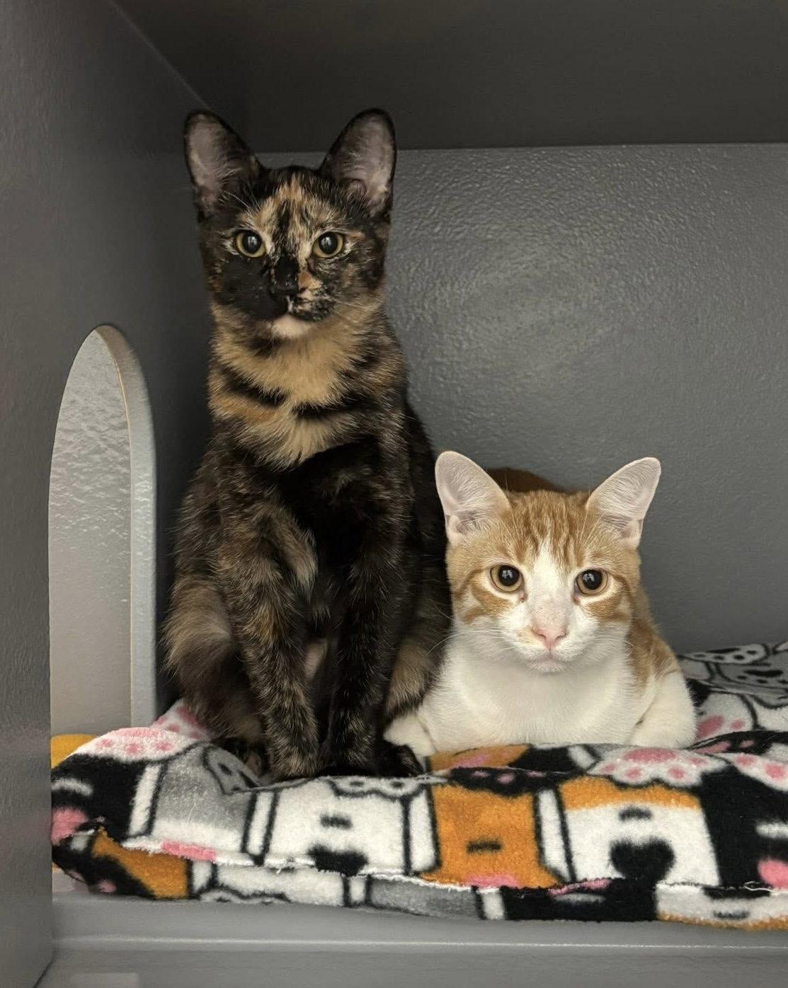 Enlarge Tuti (bonded with Henry), a Adoptable Domestic Short Hair in Glendale, AZ image 1/3