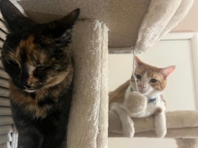 Enlarge Tuti (bonded with Henry), a Adoptable Domestic Short Hair in Glendale, AZ image 2/3