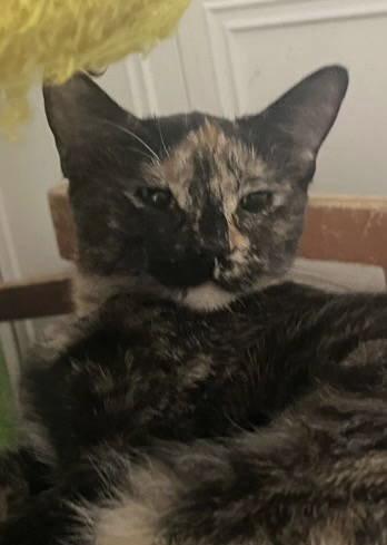 Enlarge Tuti (bonded with Henry), a Adoptable Domestic Short Hair in Glendale, AZ image 3/3