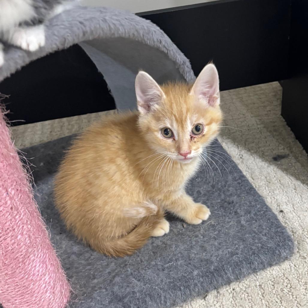 Christan Adore, Adoptable, Kitten Male Domestic Short Hair.