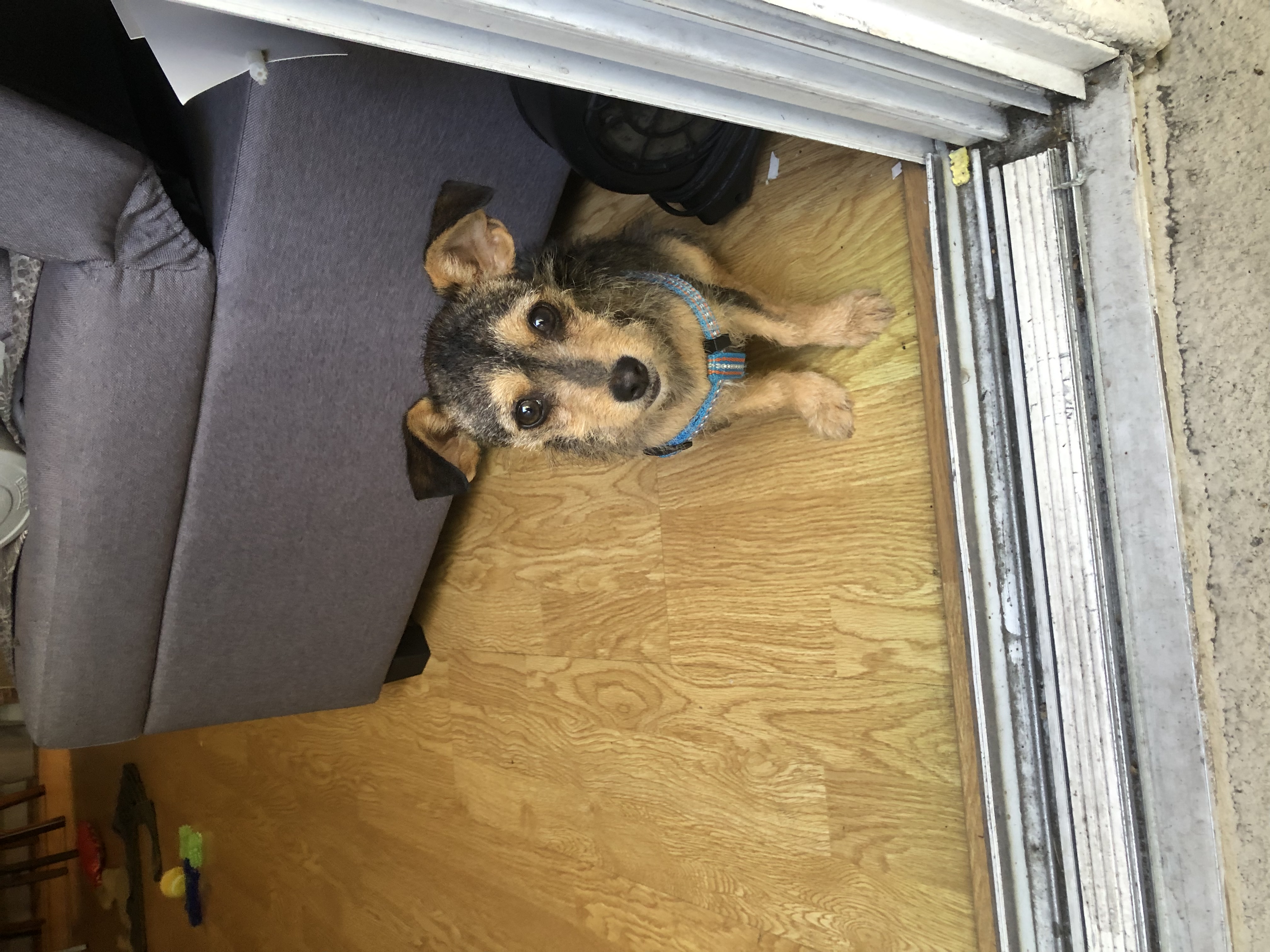 Gracie photo 4
