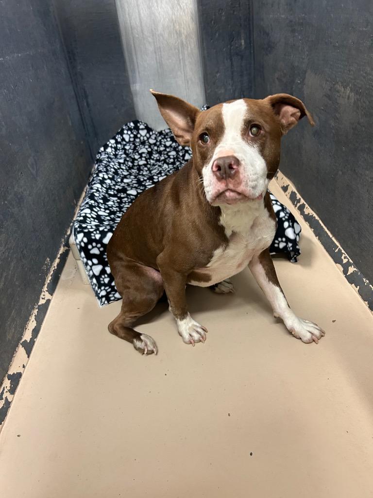 Enlarge Finn, a Adoptable Pit Bull Terrier in Mineral, VA image 1/4