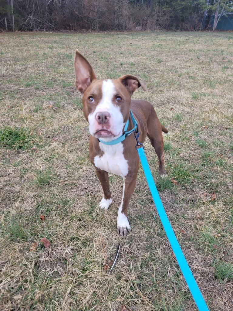 Enlarge Finn, a Adoptable Pit Bull Terrier in Mineral, VA image 2/6