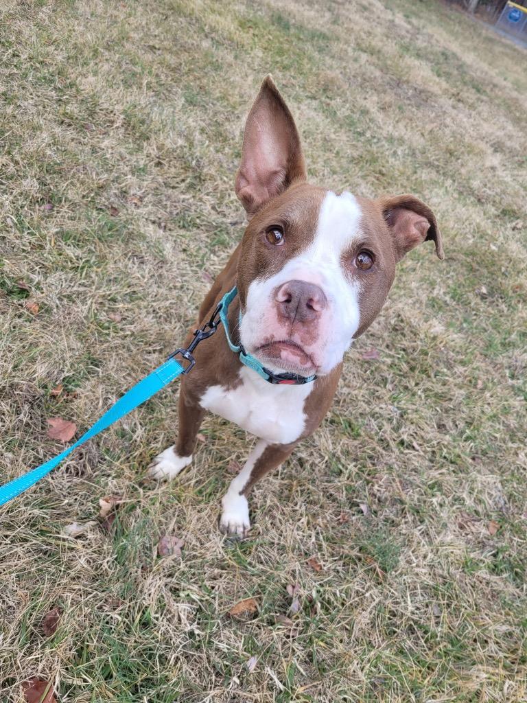 Enlarge Finn, a Adoptable Pit Bull Terrier in Mineral, VA image 3/6