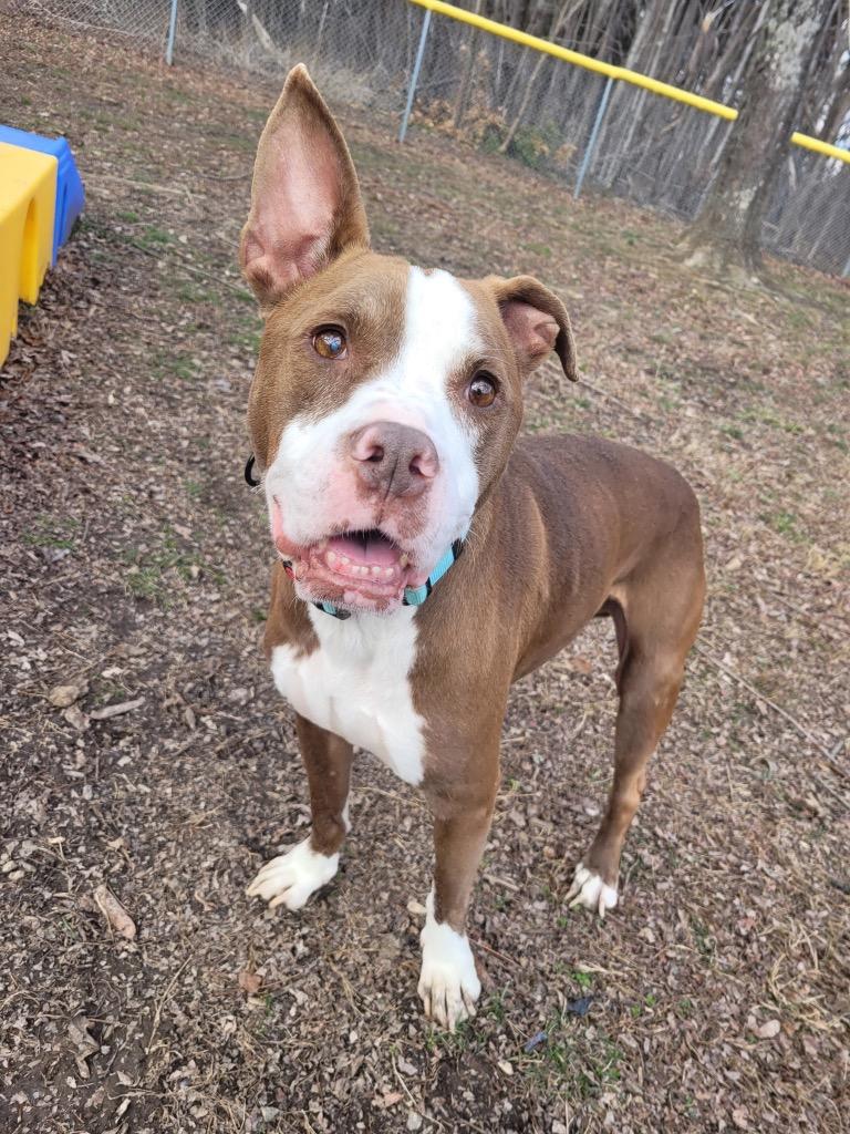 Enlarge Finn, a Adoptable Pit Bull Terrier in Mineral, VA image 4/6