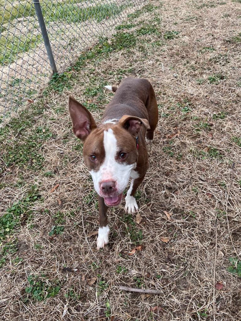 Enlarge Finn, a Adoptable Pit Bull Terrier in Mineral, VA image 2/4