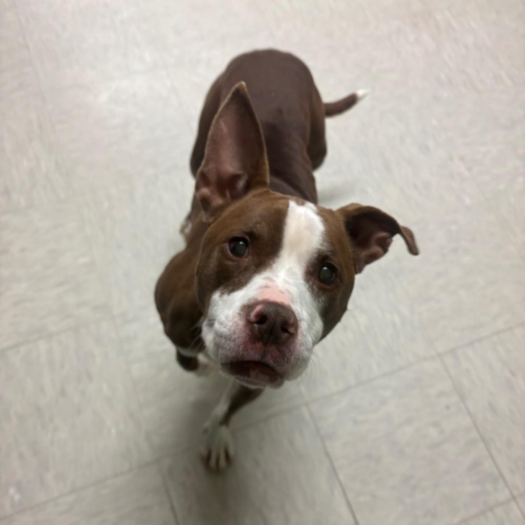 Enlarge Finn, a Adoptable Pit Bull Terrier in Mineral, VA image 3/4