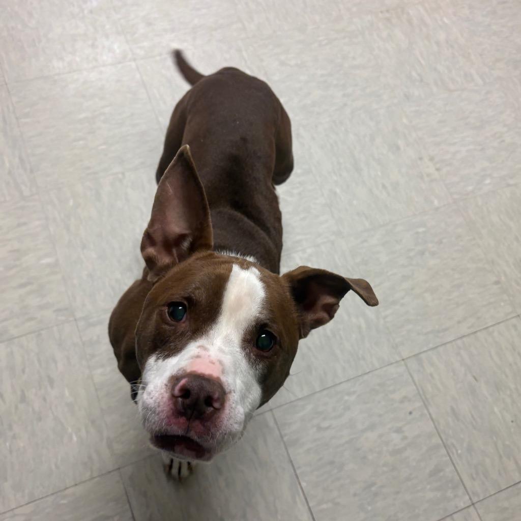 Enlarge Finn, a Adoptable Pit Bull Terrier in Mineral, VA image 4/4