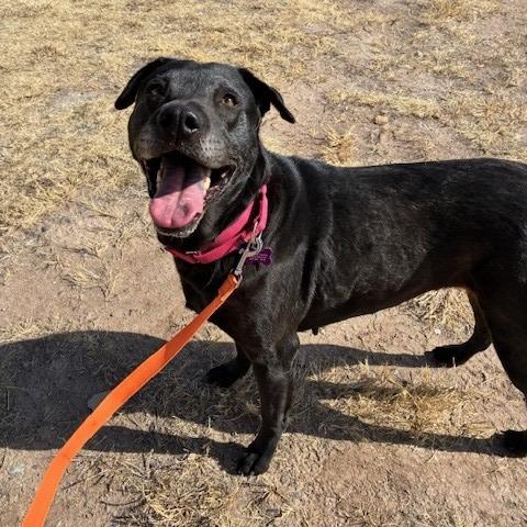 Ariel, Adoptable, Adult Female Black Labrador Retriever & Mixed Breed.