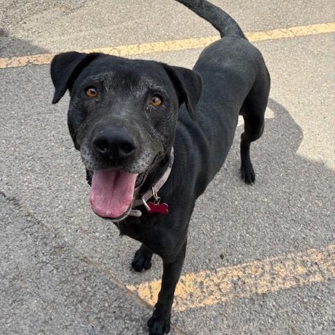 Ariel, Adoptable, Adult Female Black Labrador Retriever & Mixed Breed.