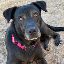 Ariel, a Adoptable mixed breed in Bernalillo, NM image 3/6