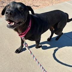 Ariel, a Adoptable mixed breed in Bernalillo, NM image 4/6