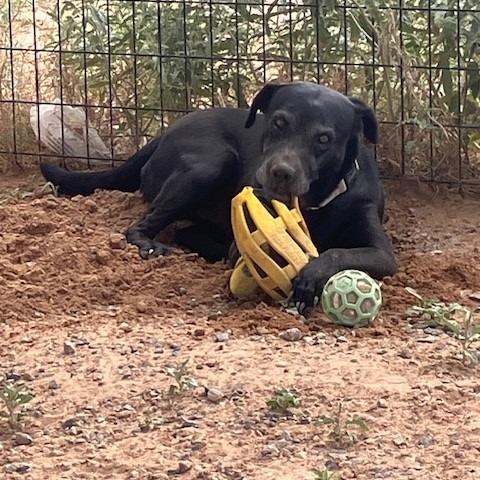 Enlarge Ariel, a Adoptable mixed breed in Bernalillo, NM image 1/6