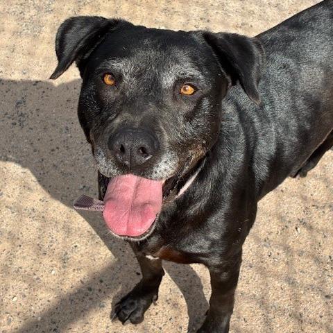 Ariel, a Adoptable mixed breed in Bernalillo, NM image 5/6