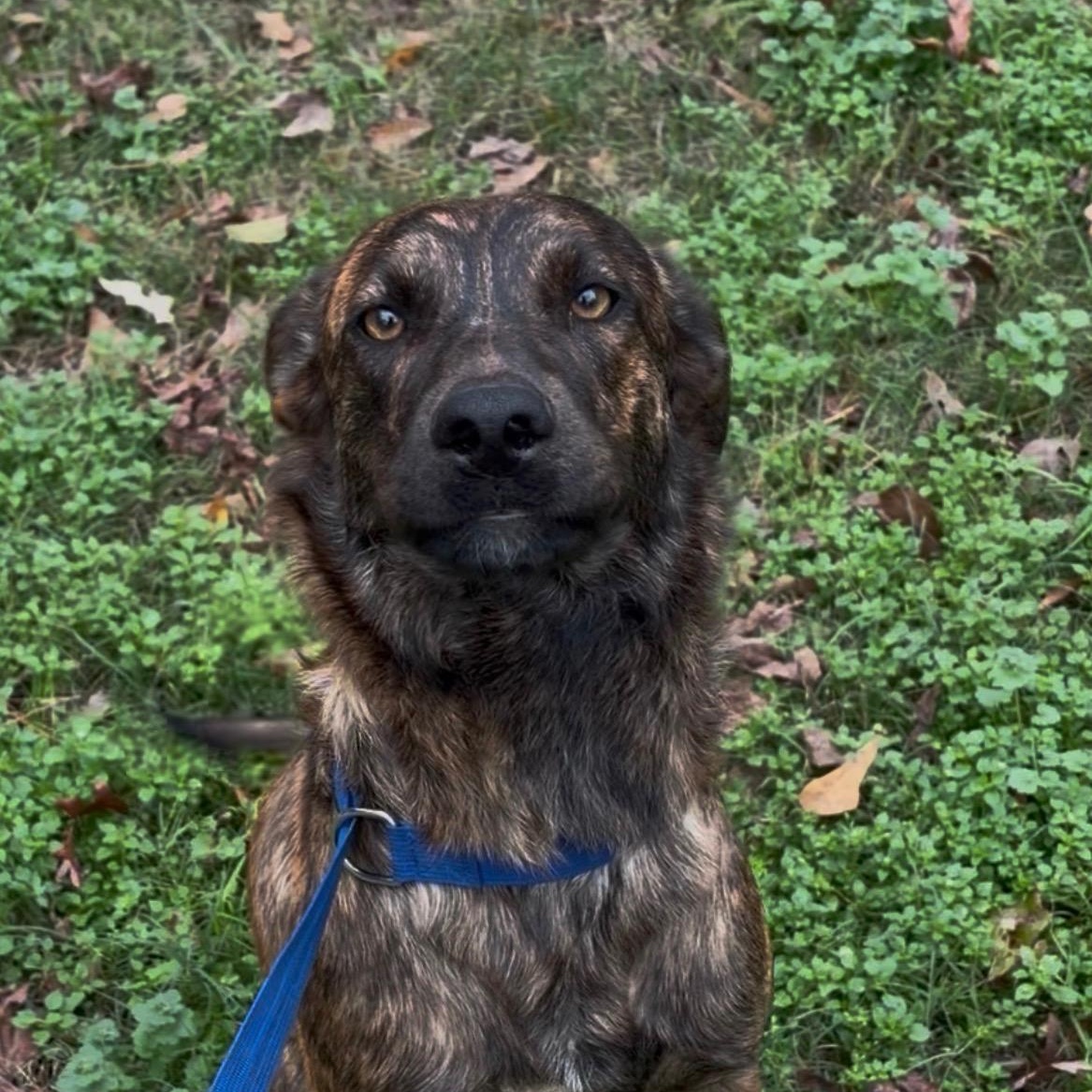 Tommy, an adopted Mixed Breed in King of Prussia, PA image 5/5
