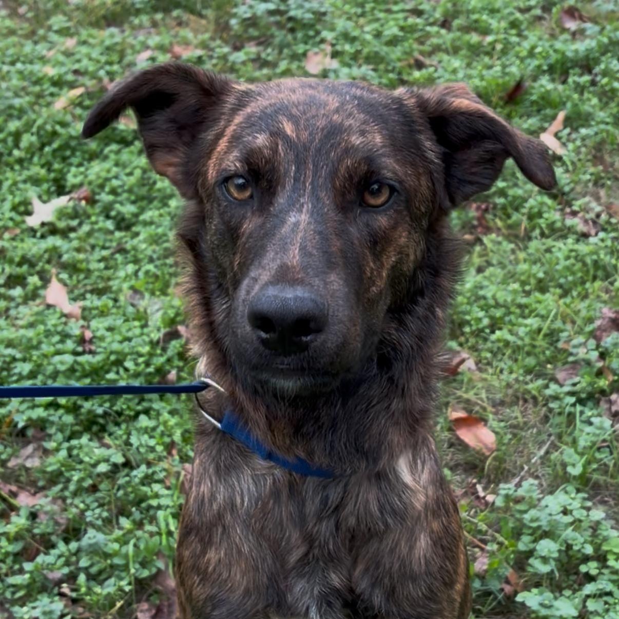 Tommy, an adopted Mixed Breed in King of Prussia, PA image 3/5