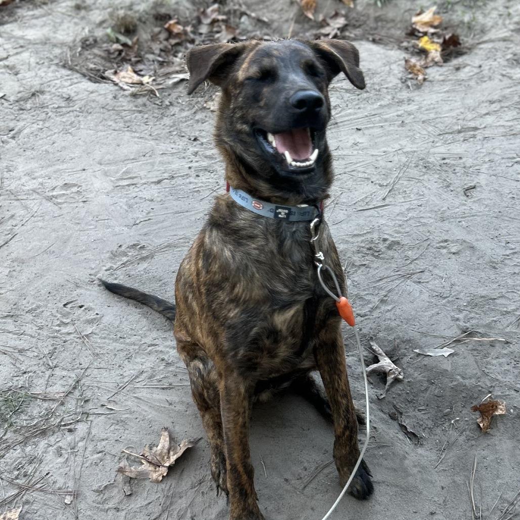 Tommy, an adopted Mixed Breed in King of Prussia, PA image 2/5