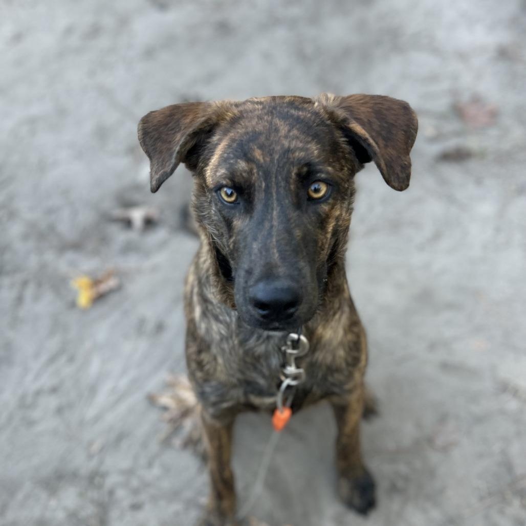 Tommy, adopted, Young Male Mixed Breed.