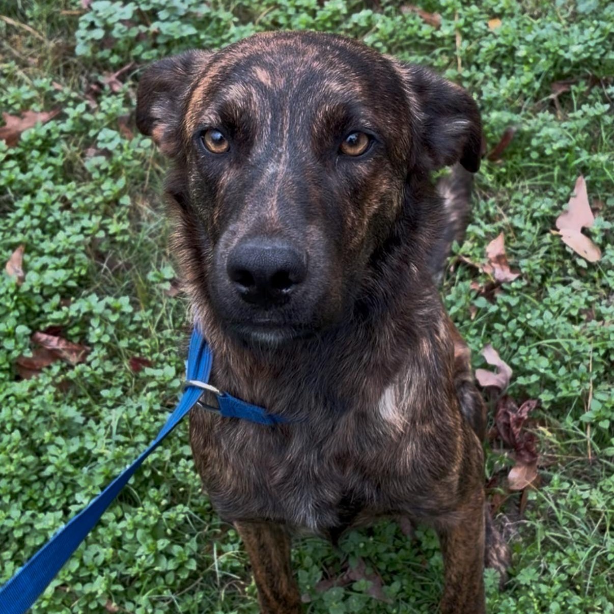 Tommy, an adopted Mixed Breed in King of Prussia, PA image 4/5