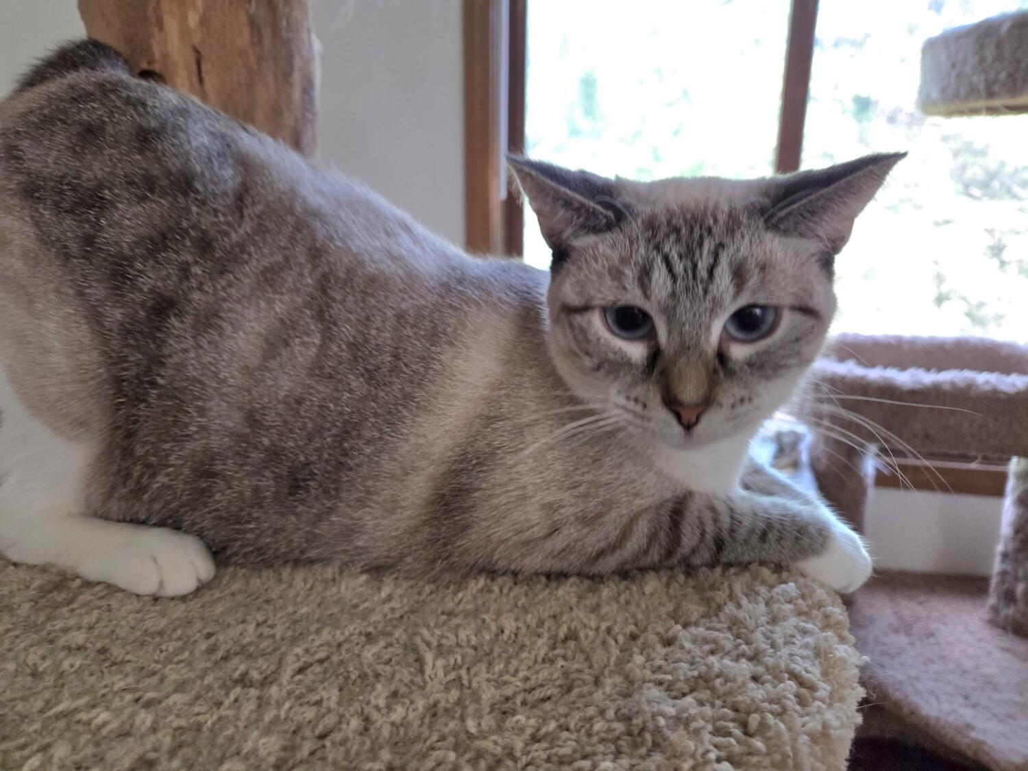 KATIE, ADOPTABLE, Adult Female Siamese.