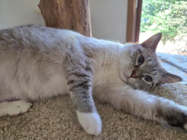 KATIE, a ADOPTABLE Siamese in Gurnee, IL image 2/5