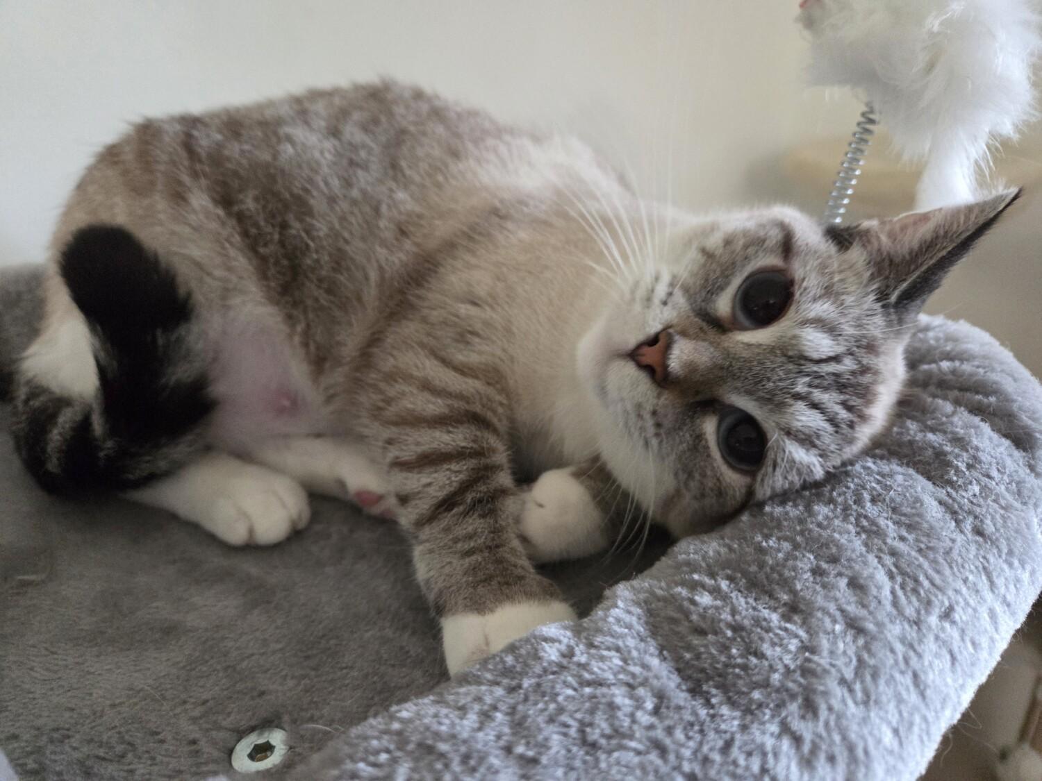 KATIE, a ADOPTABLE Siamese in Gurnee, IL image 3/5