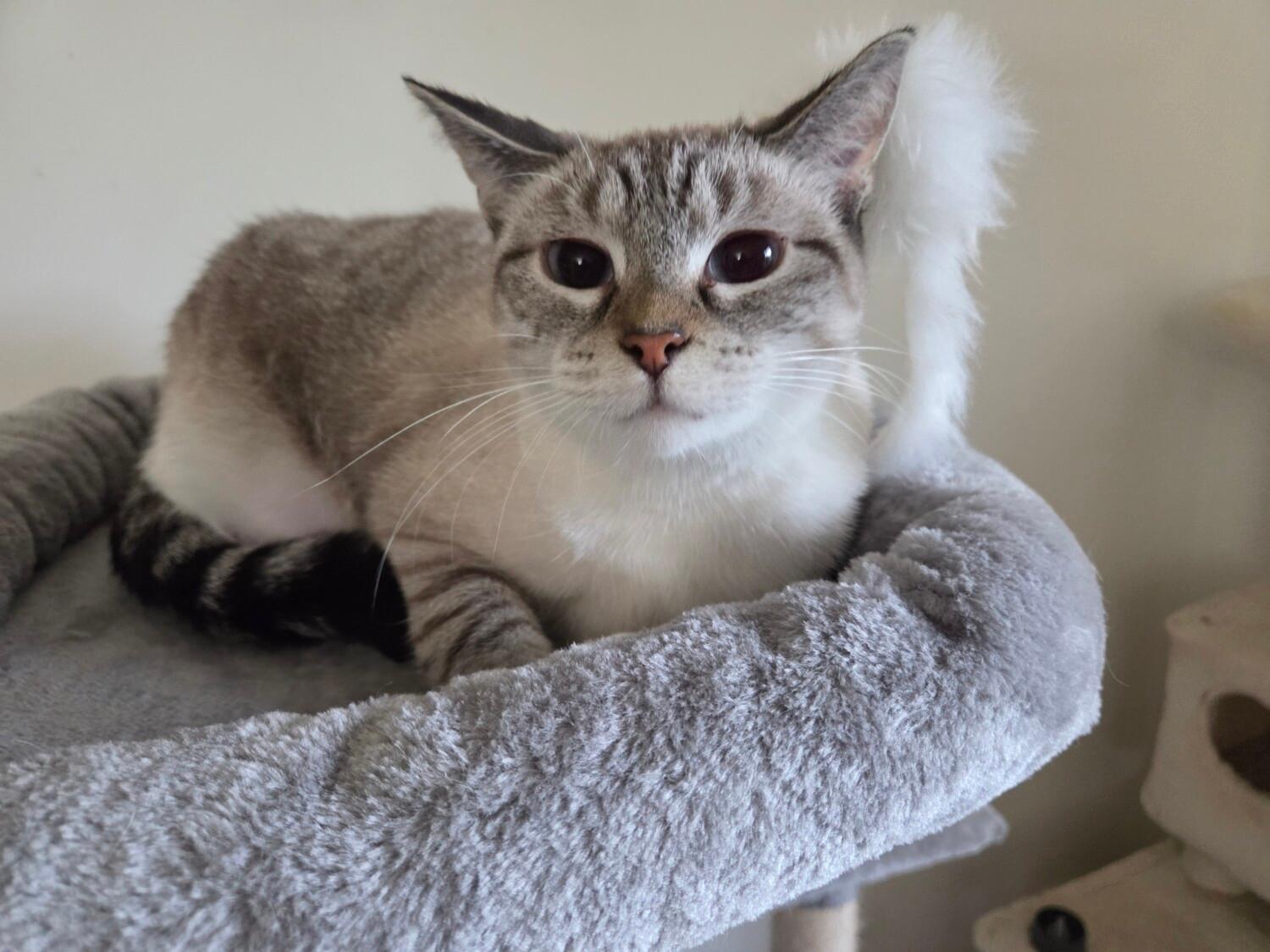 KATIE, a ADOPTABLE Siamese in Gurnee, IL image 4/5