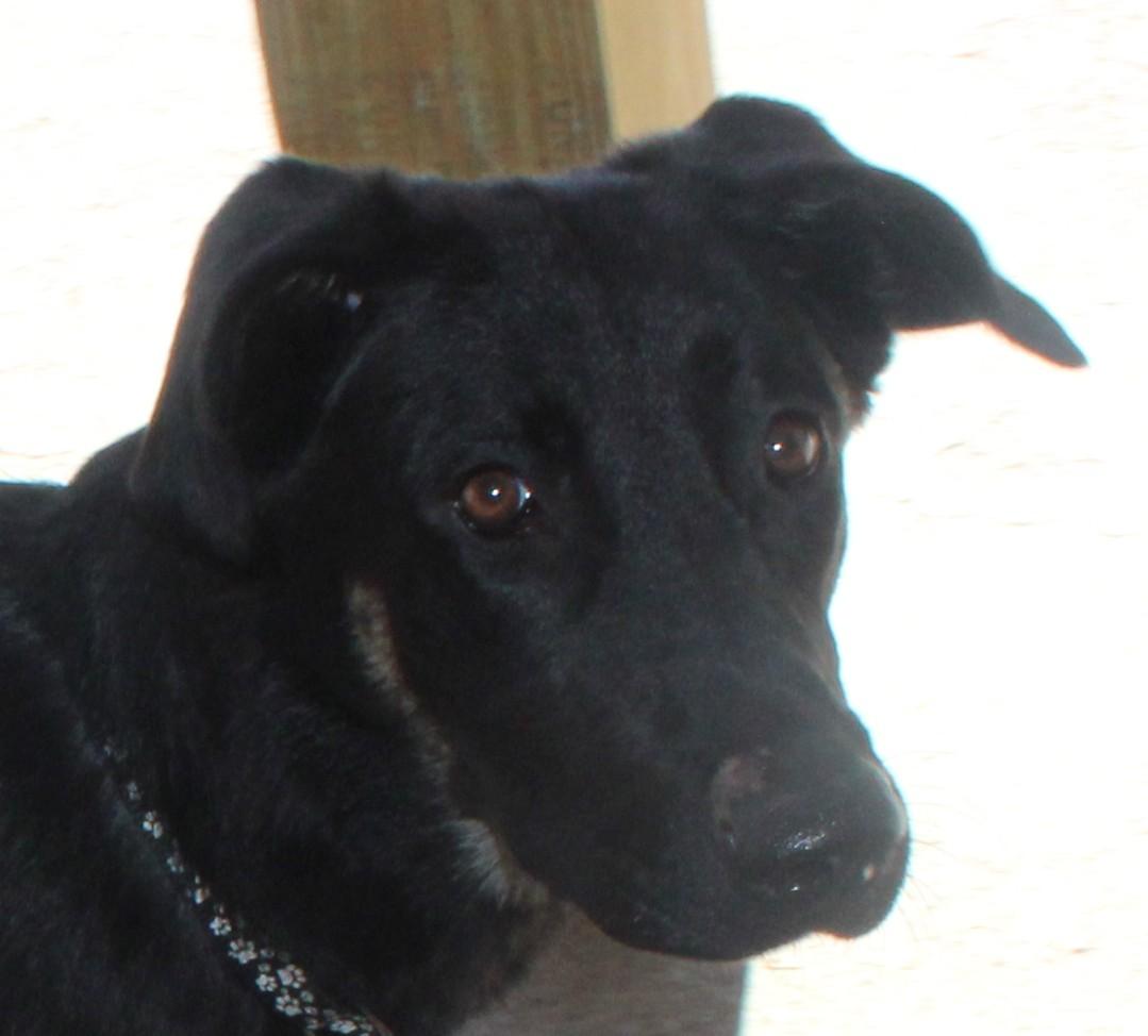 Enlarge Solo, an adopted mixed breed in Huron, SD image 3/4