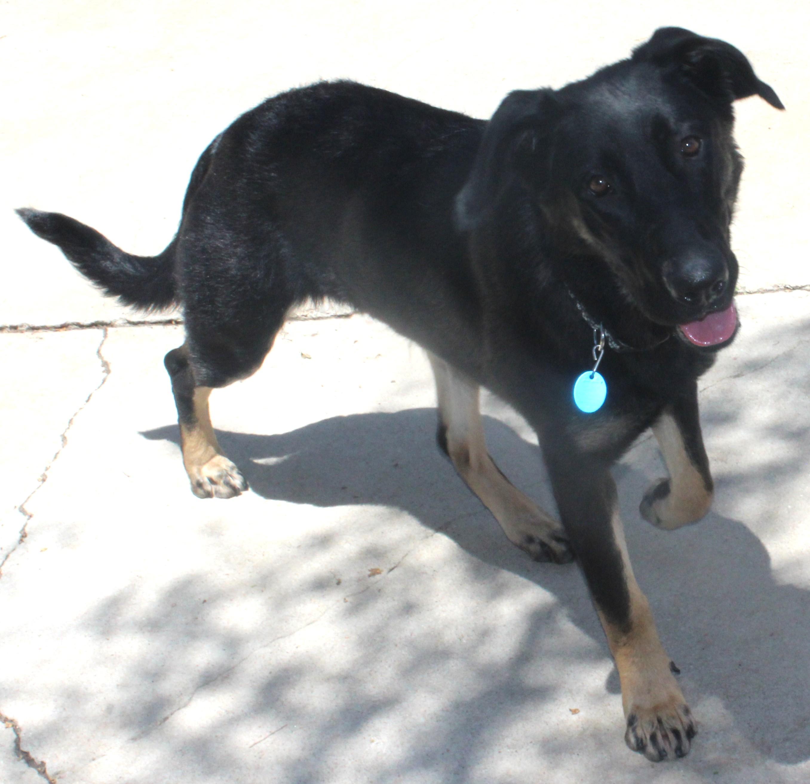 Enlarge Solo, an adopted mixed breed in Huron, SD image 2/4