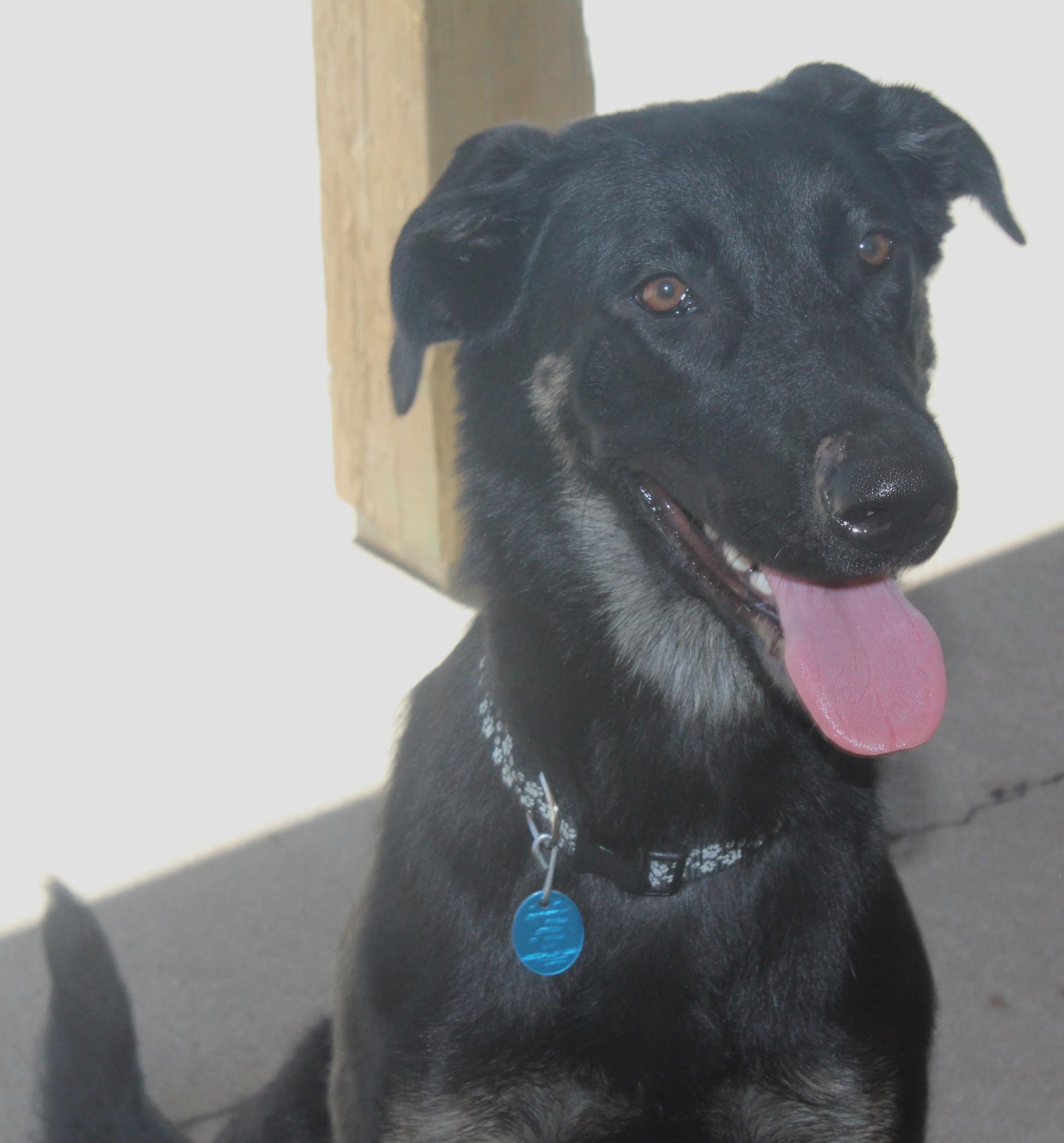 Solo, adopted, Young Female German Shepherd Dog & Black Labrador Retriever.