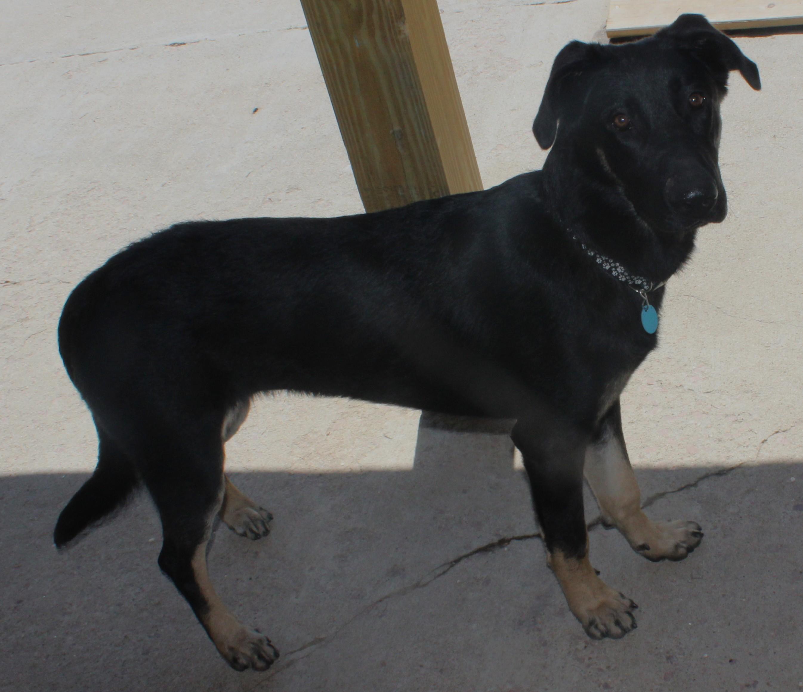 Enlarge Solo, an adopted mixed breed in Huron, SD image 4/4