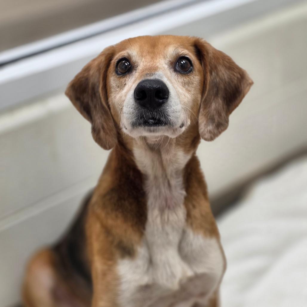 Enlarge St Helens, a Adoptable Hound in Chatham, VA image 1/5