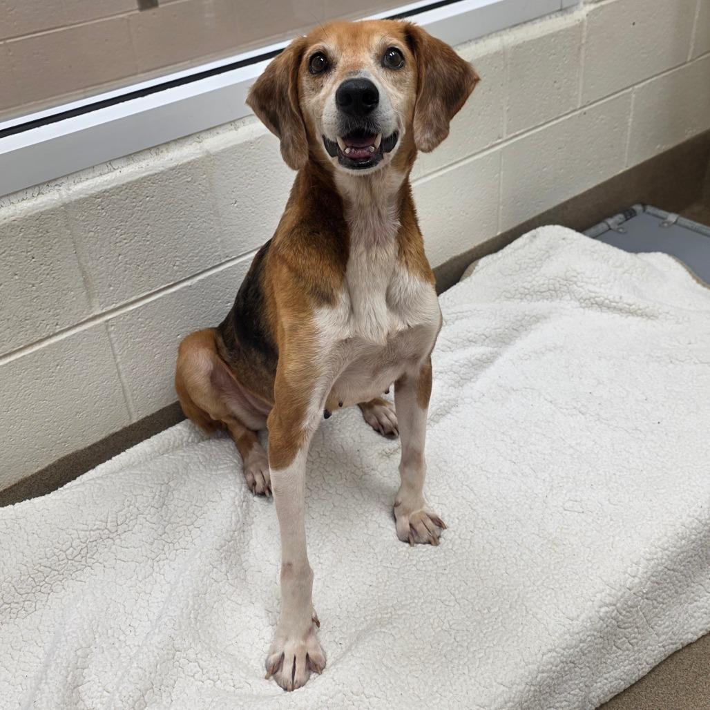 Enlarge St Helens, a Adoptable Hound in Chatham, VA image 2/5