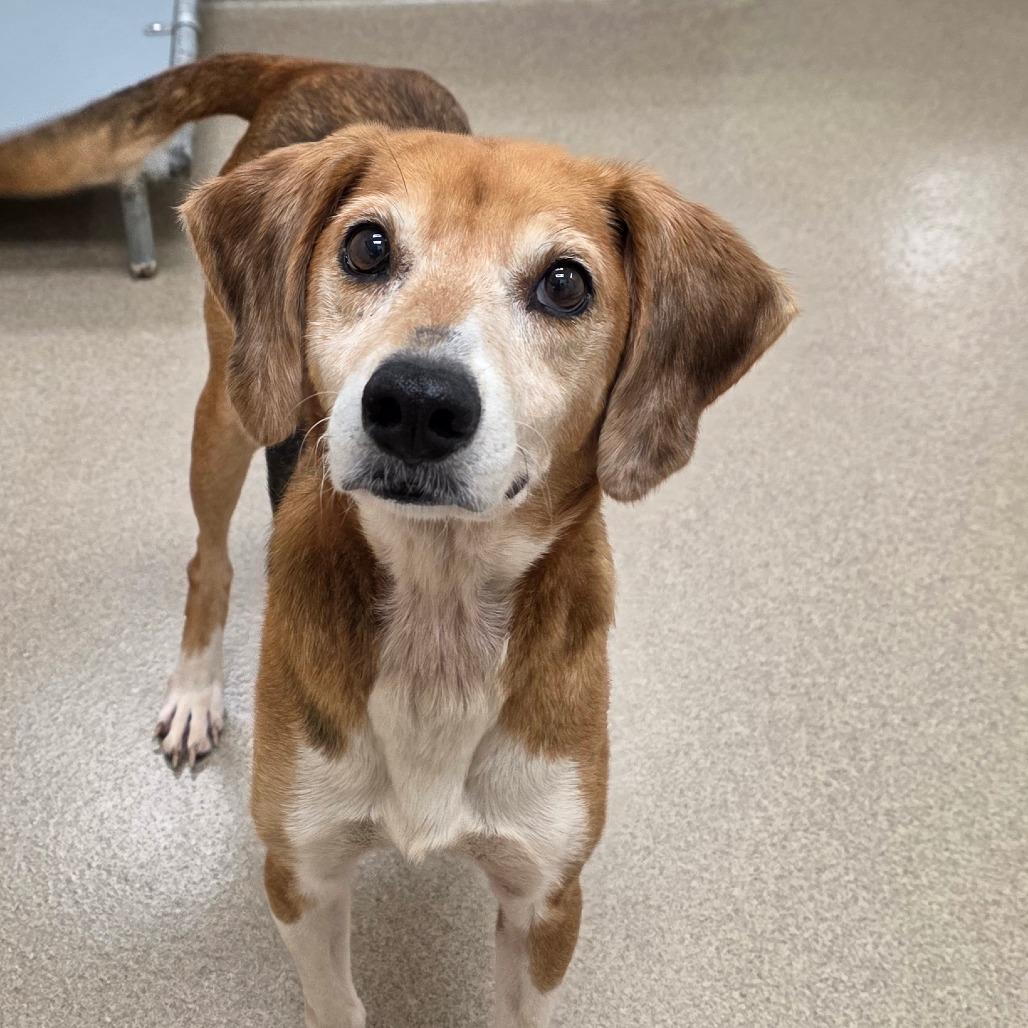 Enlarge St Helens, a Adoptable Hound in Chatham, VA image 3/5