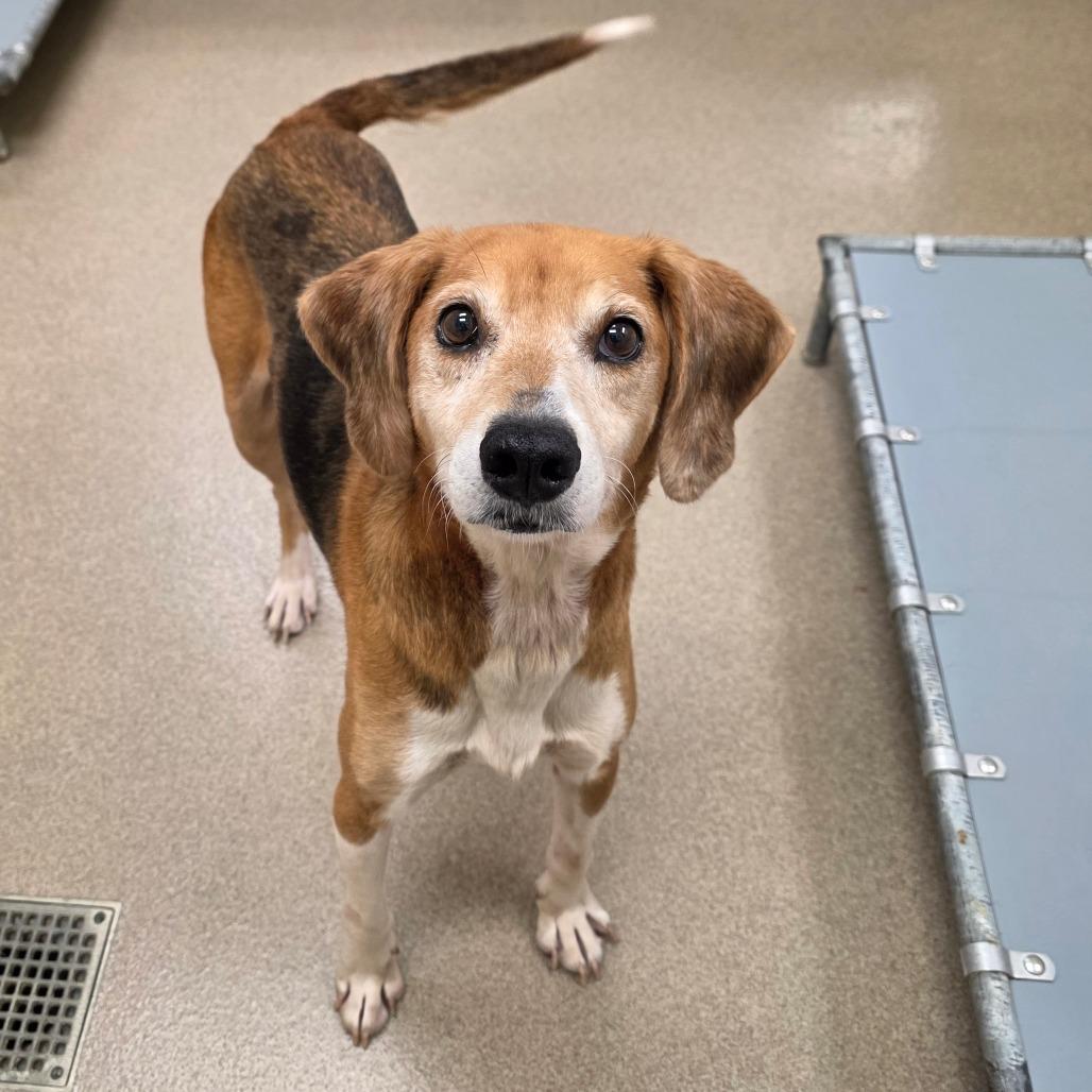 Enlarge St Helens, a Adoptable Hound in Chatham, VA image 4/5