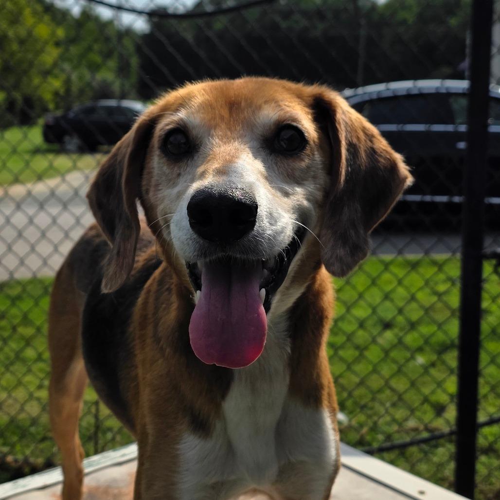 Enlarge St Helens, a Adoptable Hound in Chatham, VA image 5/5