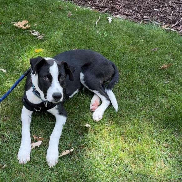 Patrick, Adoptable, Young Male Australian Cattle Dog / Blue Heeler & Mixed Breed.