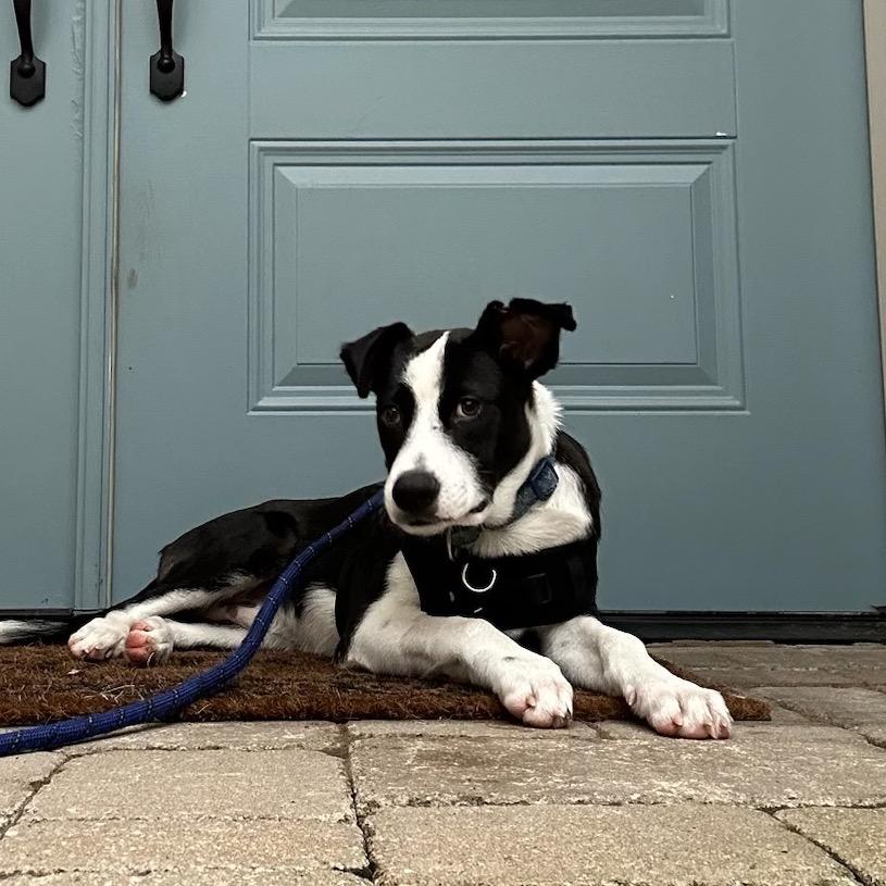Enlarge Patrick, a Adoptable mixed breed in Deerfield, IL image 2/2