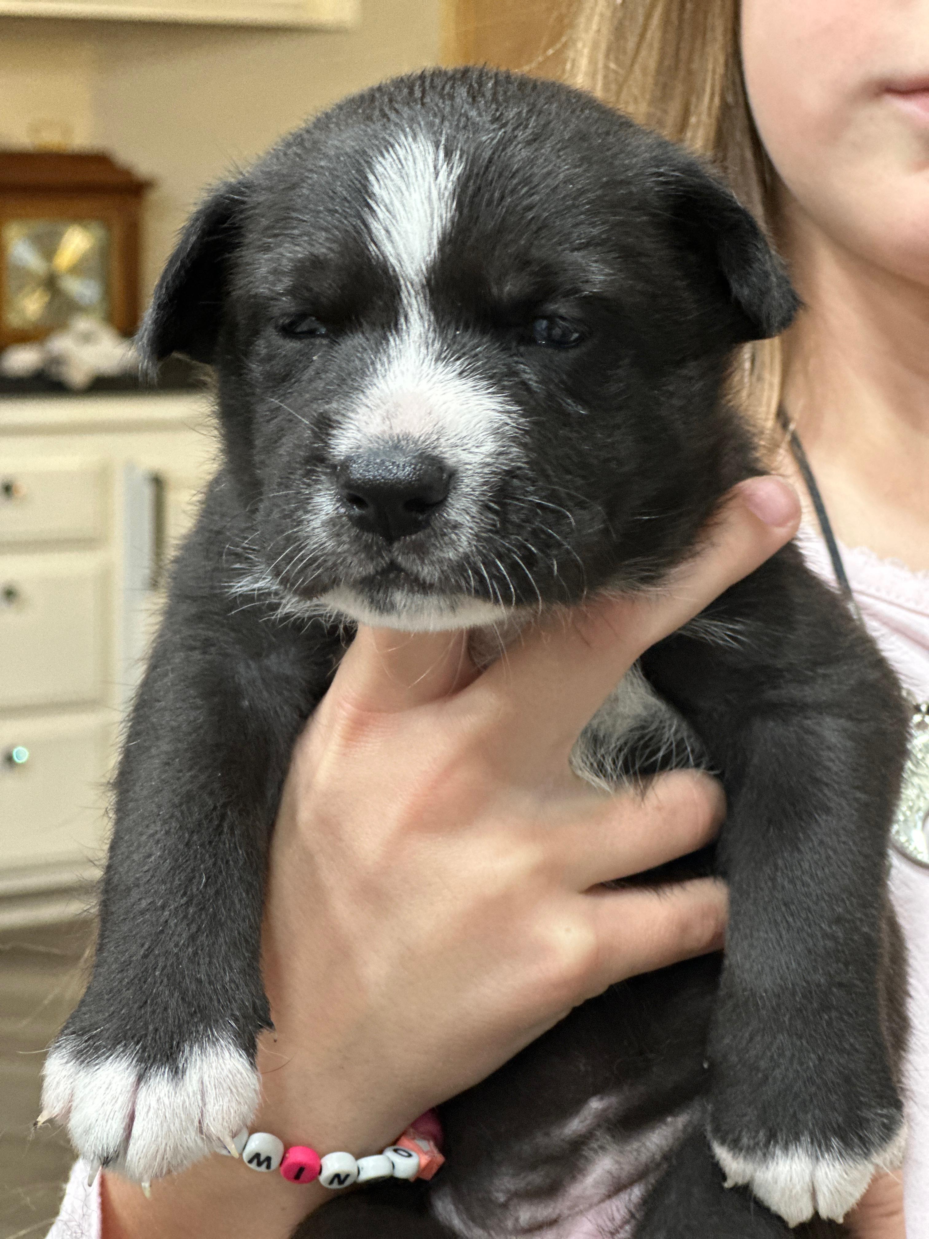 Enlarge Puppy Violet, an adopted mixed breed in Lompoc, CA image 3/3