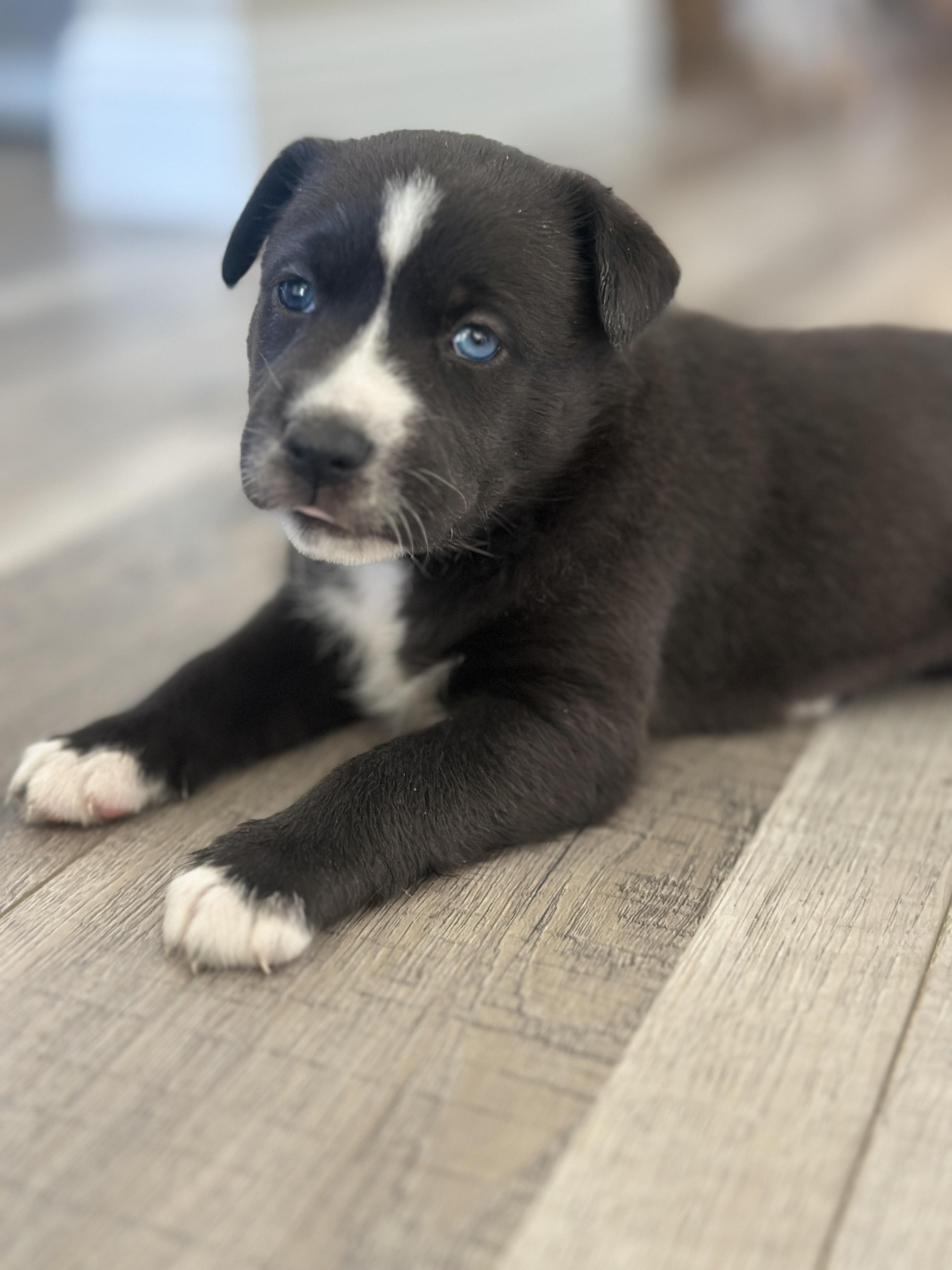 Enlarge Puppy Violet, an adopted mixed breed in Lompoc, CA image 2/3